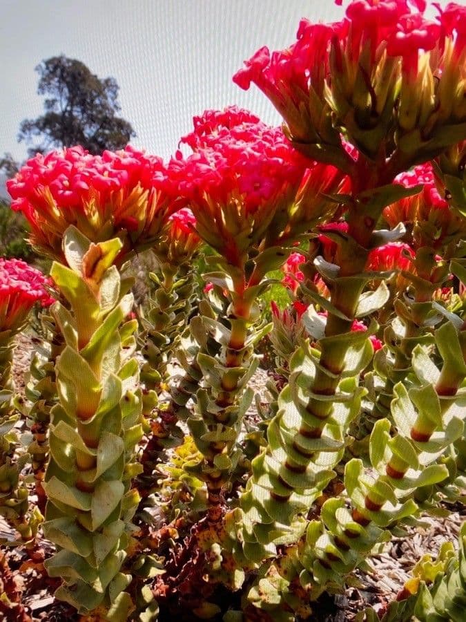 Crassula scarlatta 4