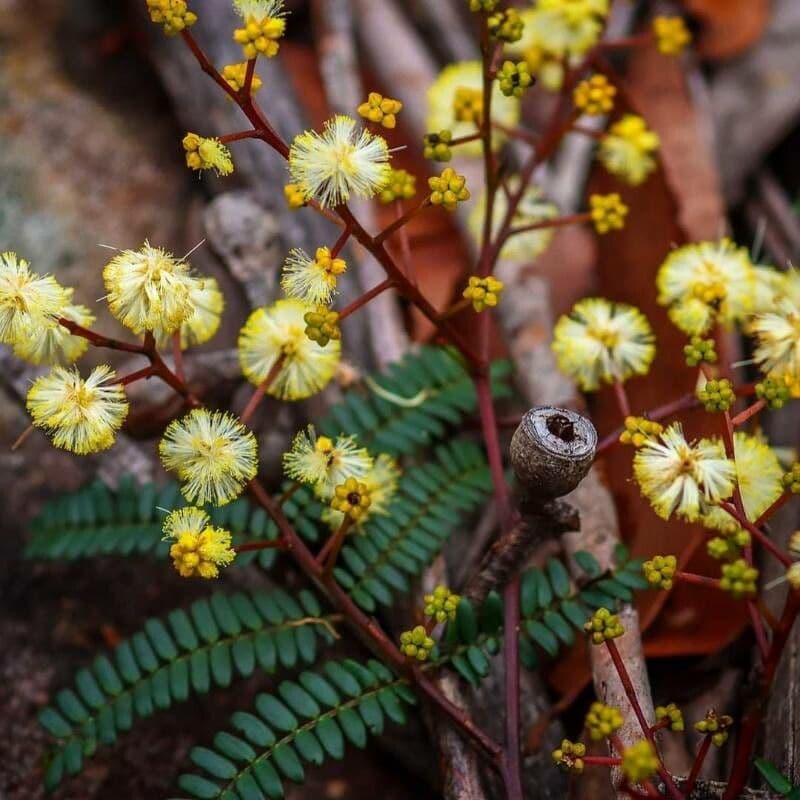 Acacia terminalis 2
