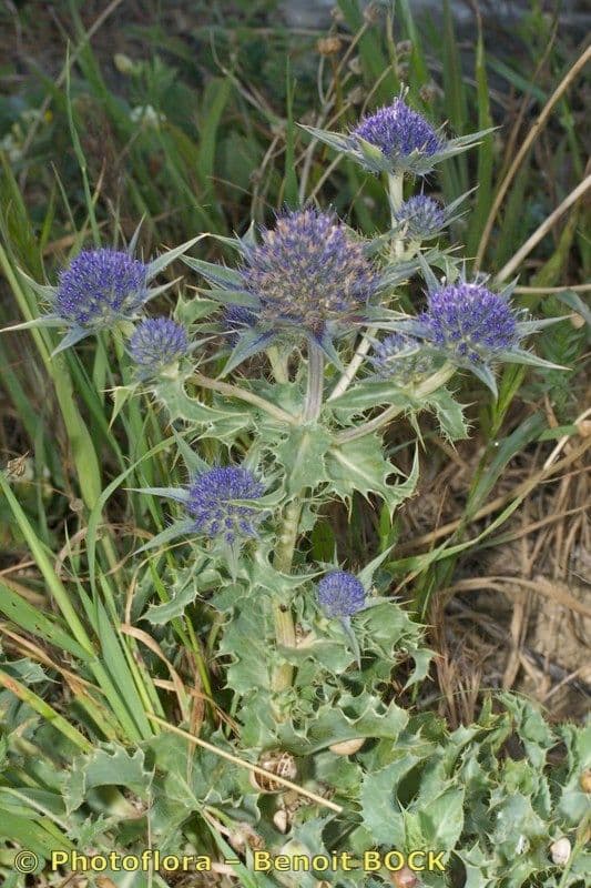 Panicaut 15