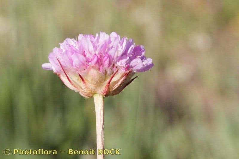 Armeria 2