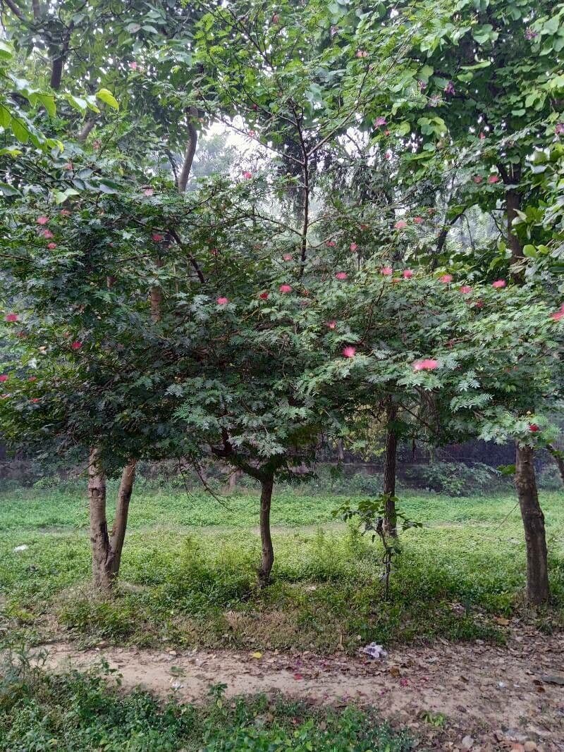 Calliandra del Suriname 12