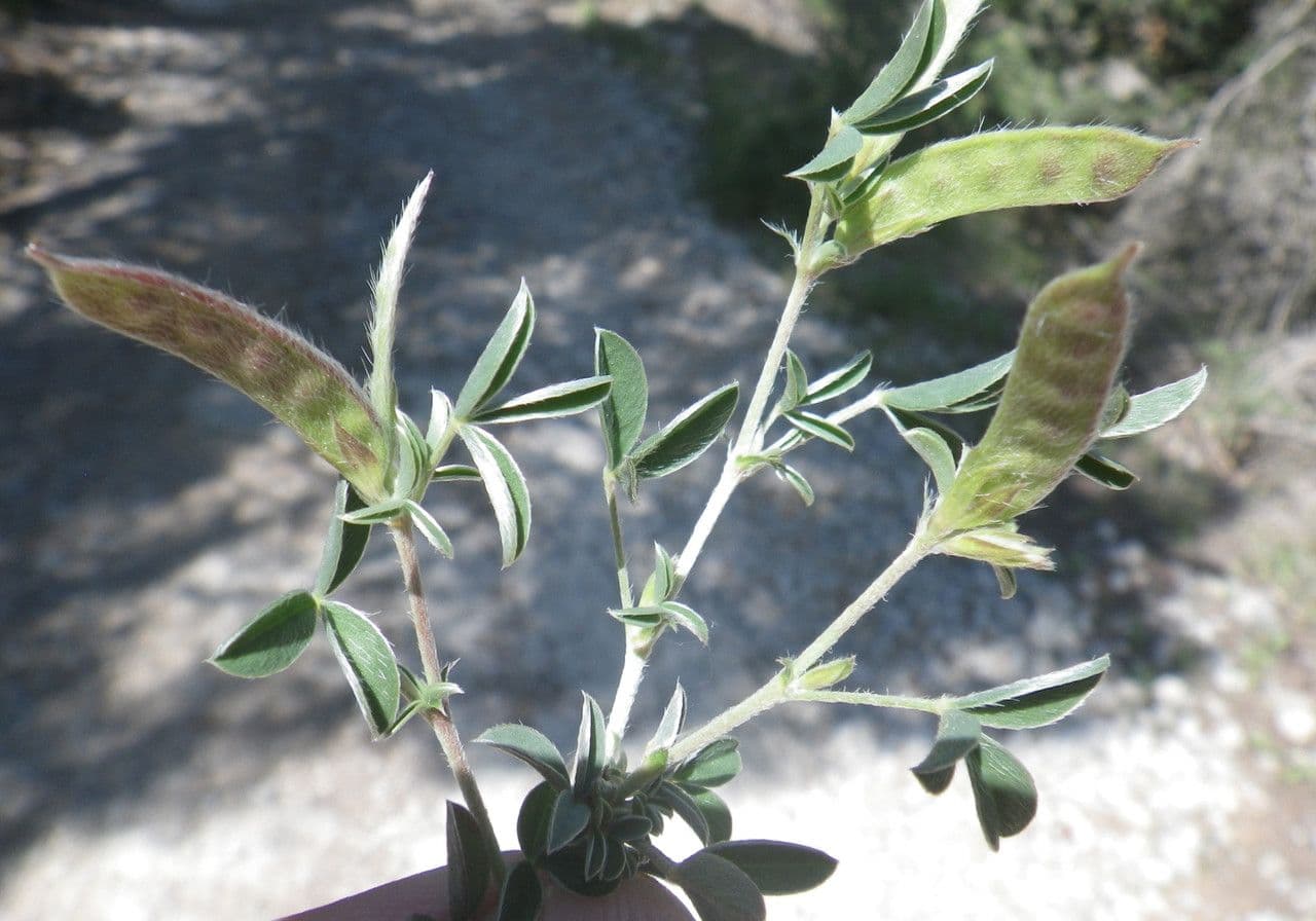 Citiso d'argento 3