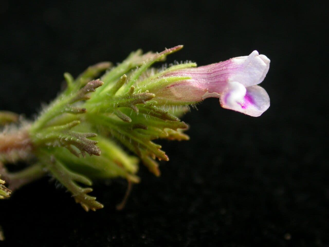 Limnophila
