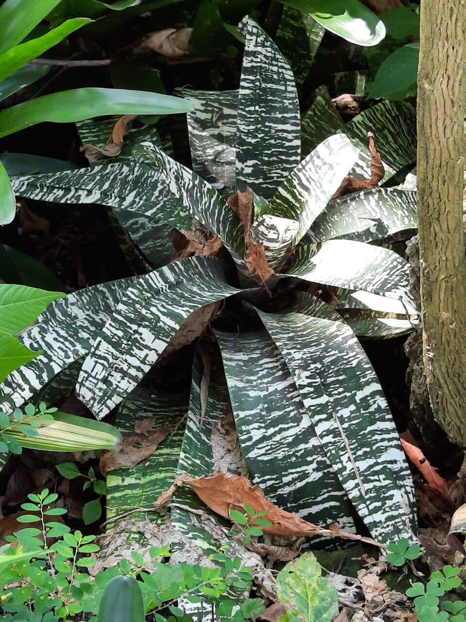 Vriesea 13