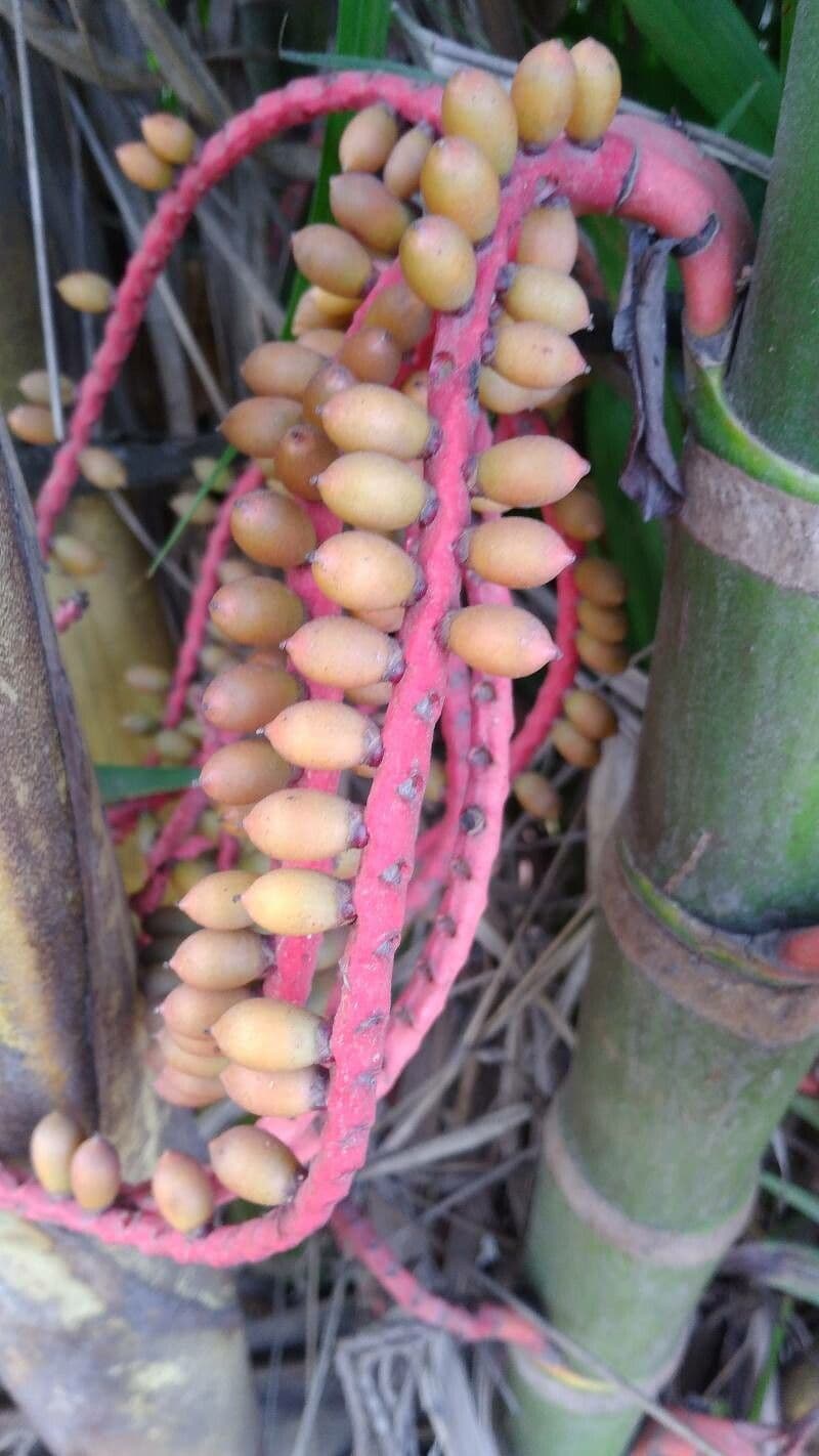 Areca 5