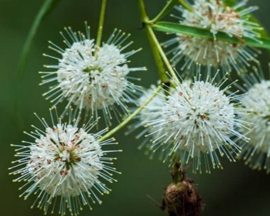 Cephalanthus
