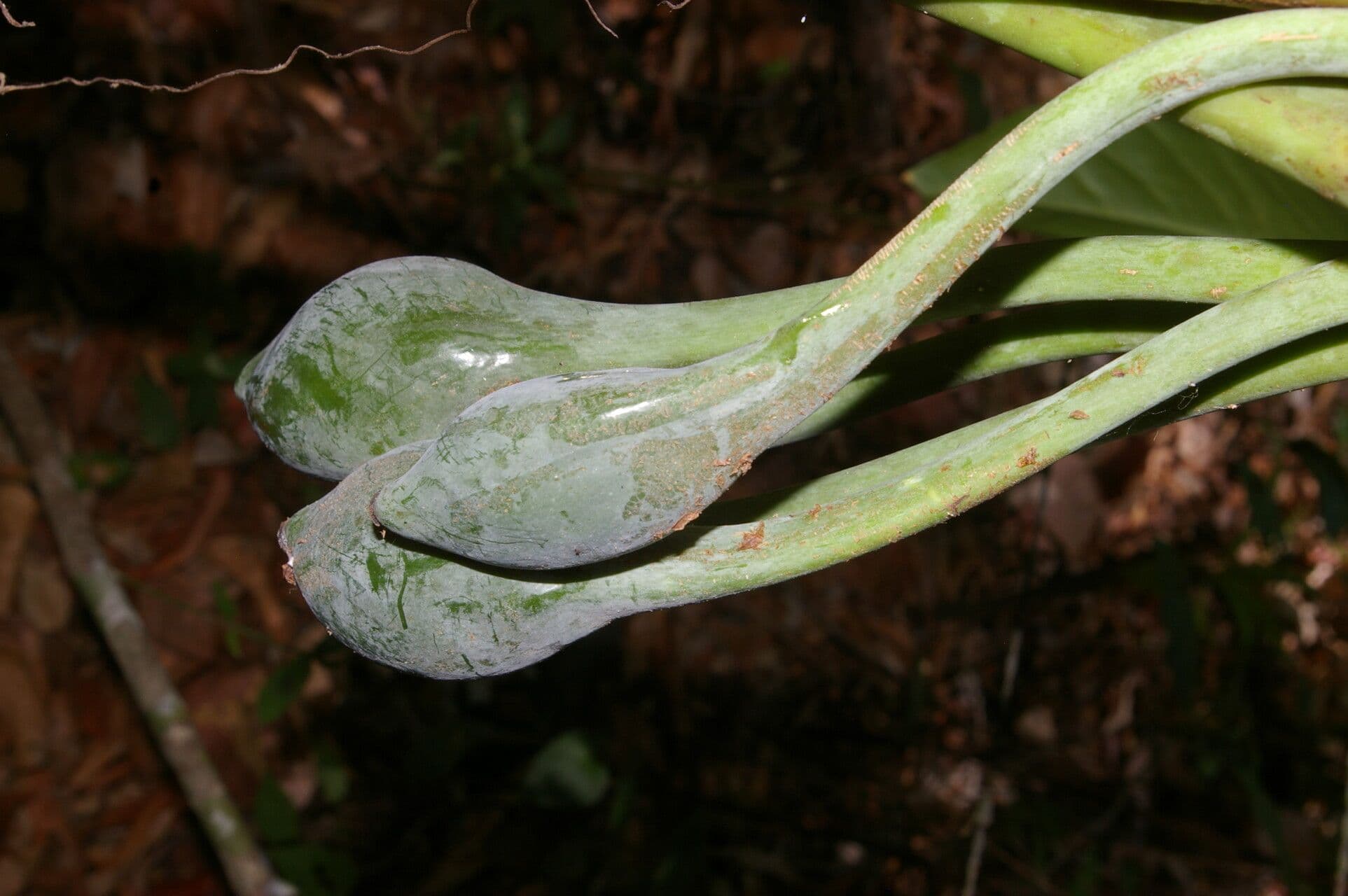 Syngonium
