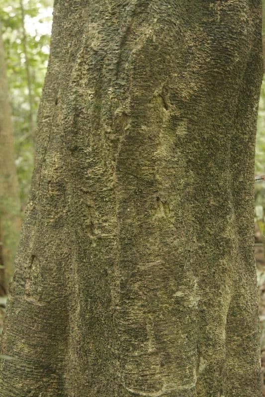 Drypetes variabilis 15