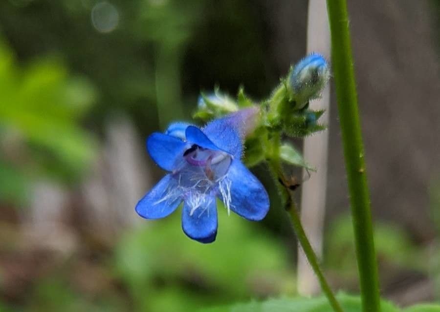 Penstemon 3