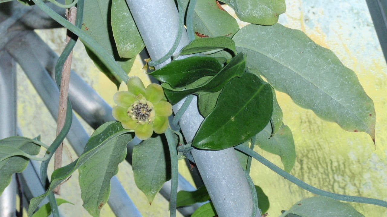 Austrobaileya 7