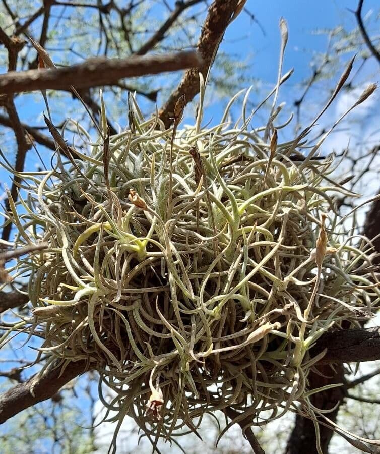 Tillandsia ritorta