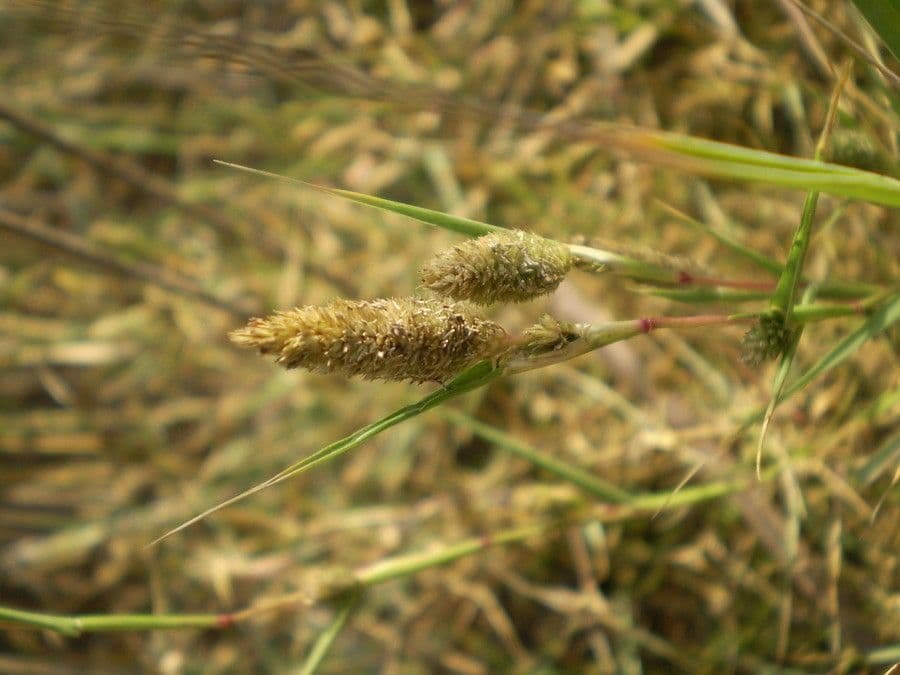 Crypsis schoenoides 4