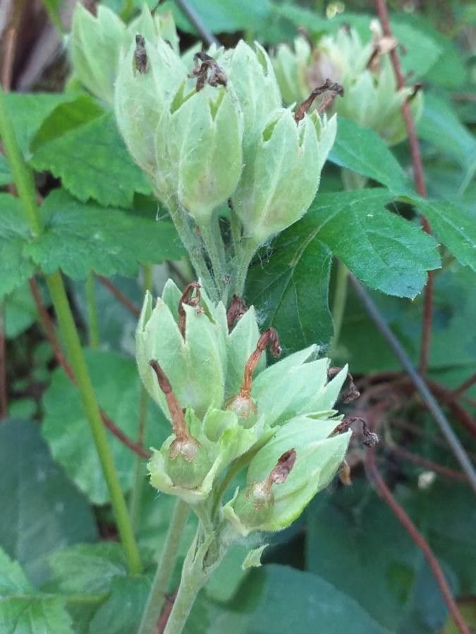 Primavera 4