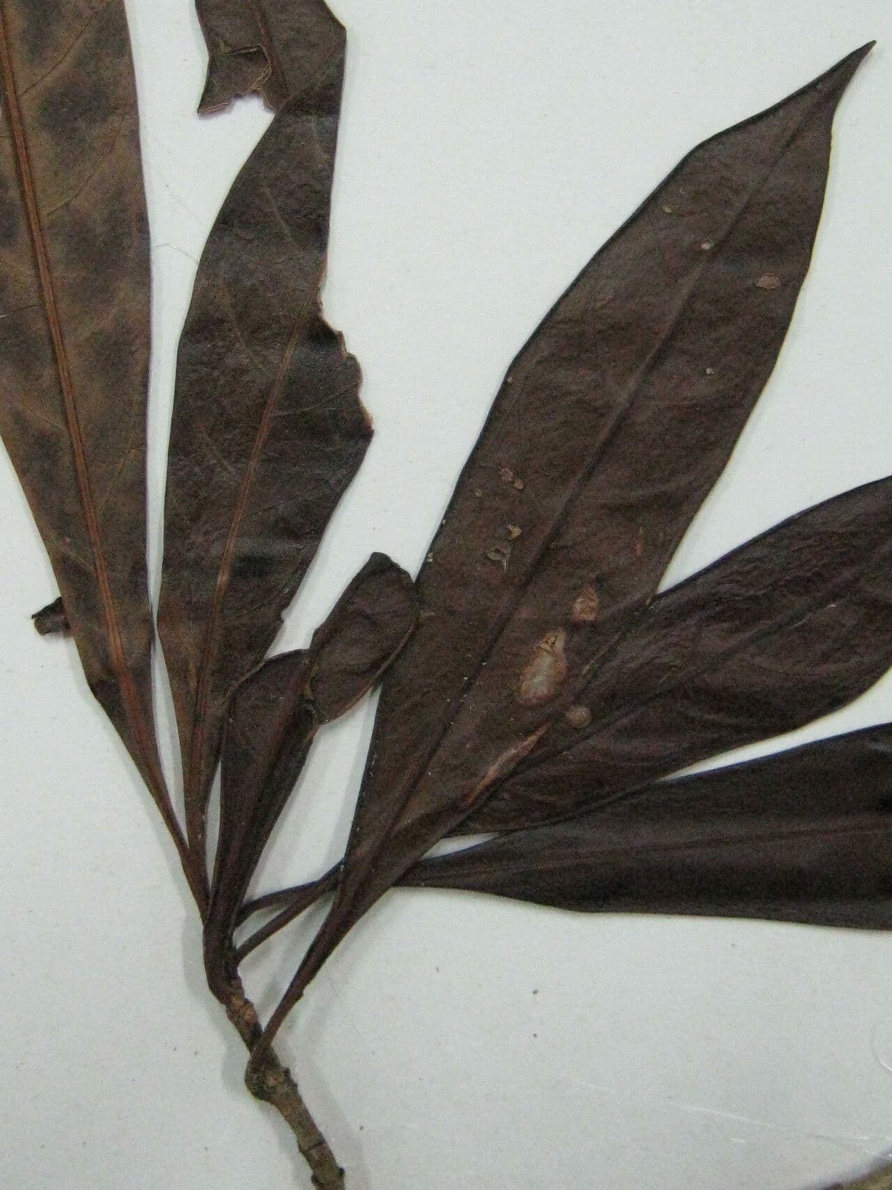 Psychotria 4