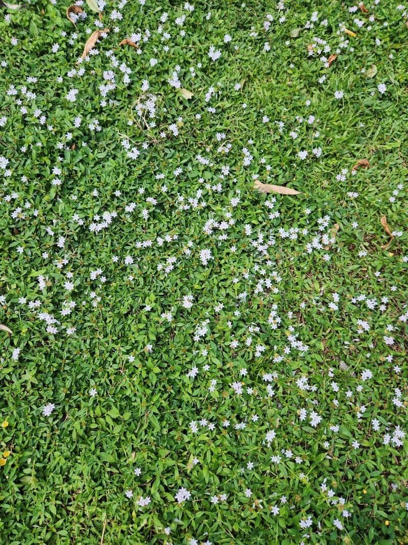Richardia scabra 13