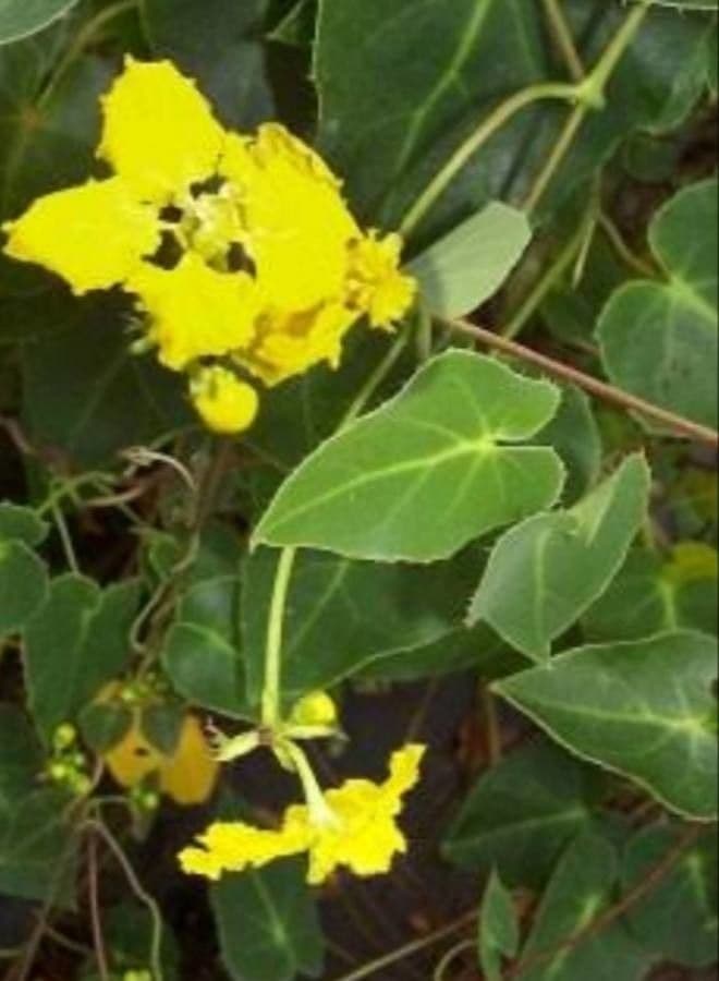 Amazonenwein 5