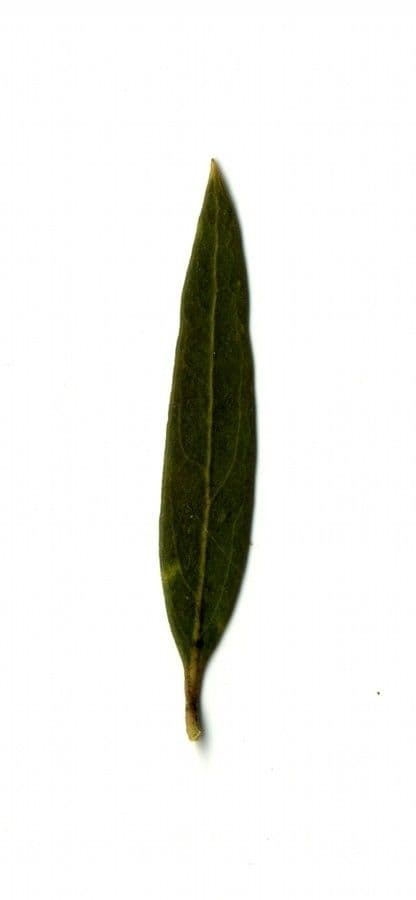 Schmalblättrige Steinlinde 29