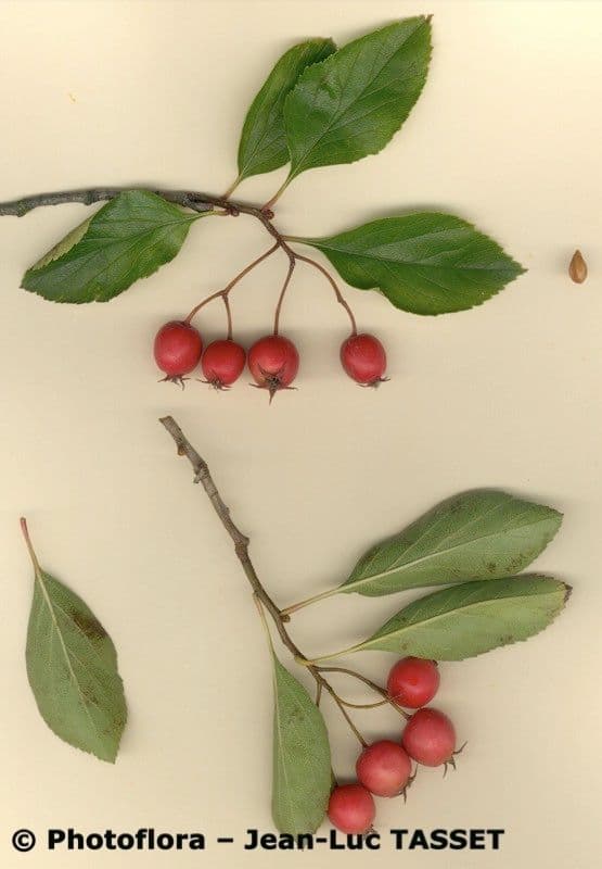 Hagedorn 27