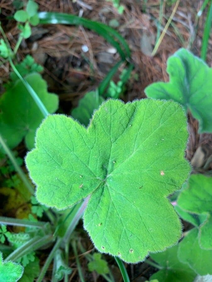 Géranium mentholé 13