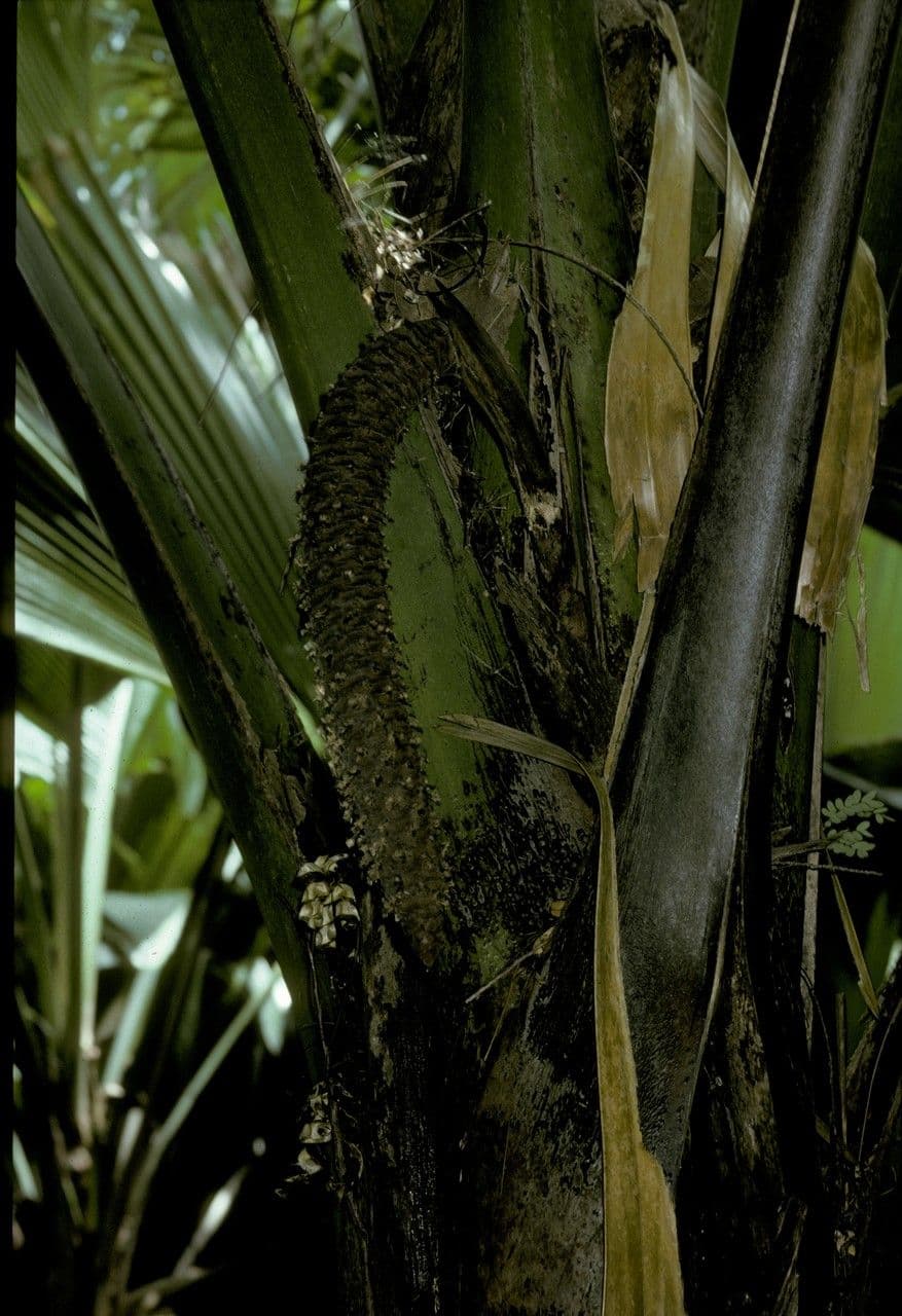 Palma Nikau 7