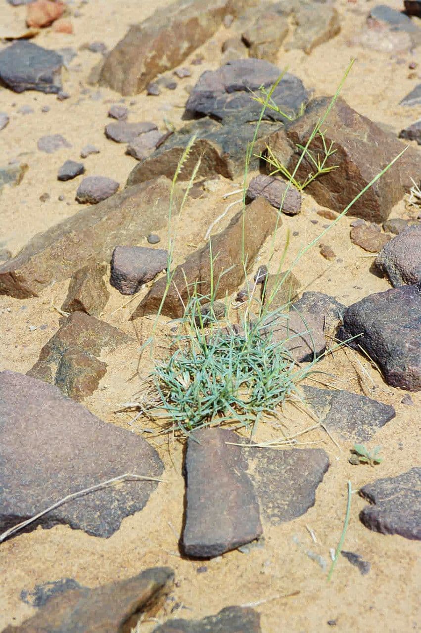 Dichanthium foveolatum 3
