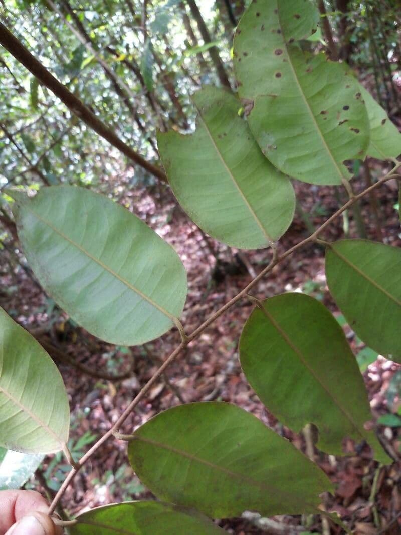 Cotylelobium 5