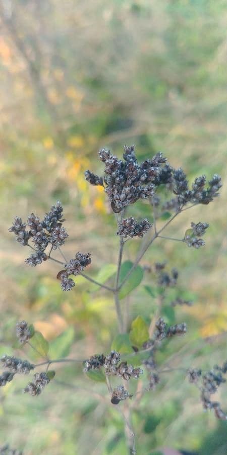 Verbena 5