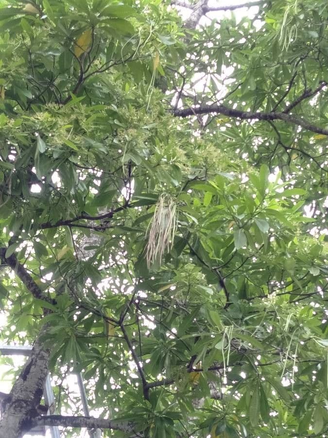 Alstonia