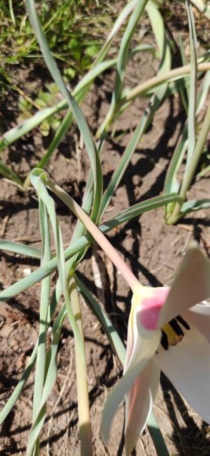 Clusius-Tulpe 19