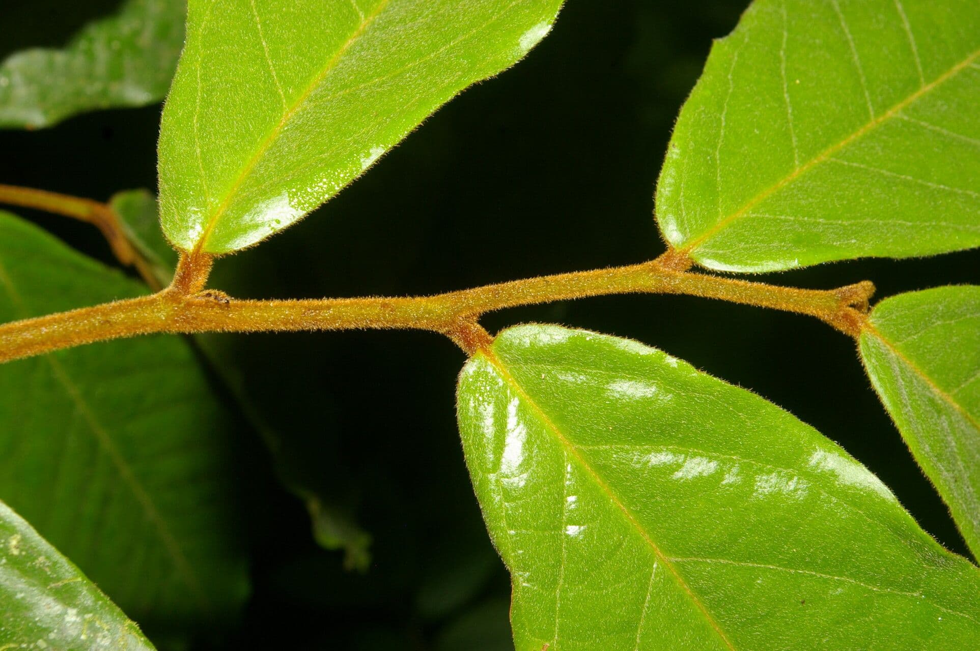 Stenanona 19