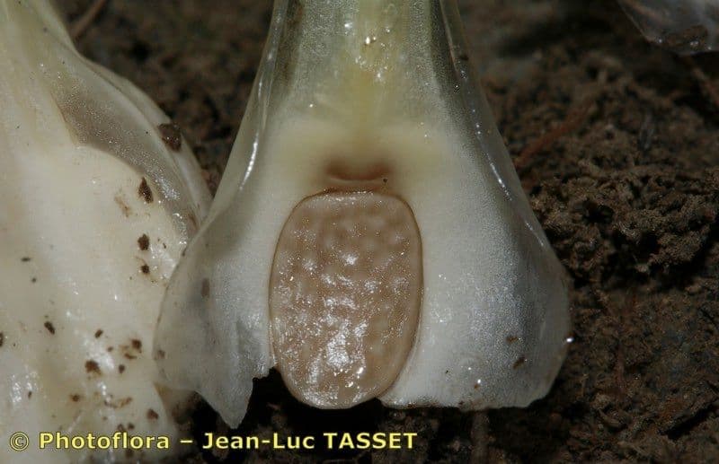 Isoetes setacea 15