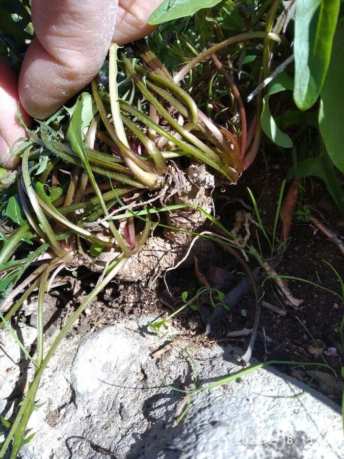 Radicchiella vescicosa 22