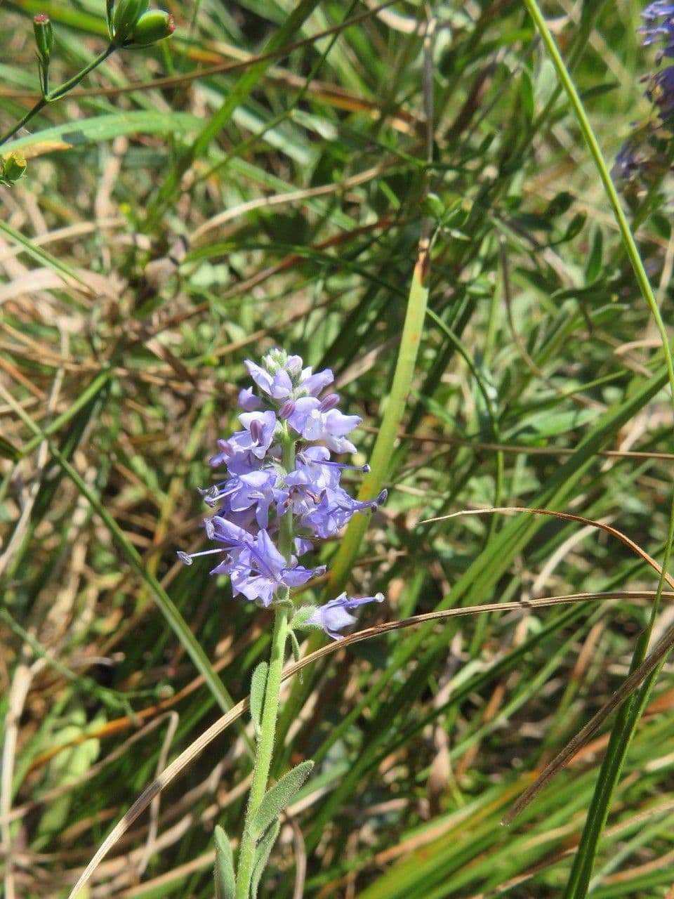 Veronica prostrata 7