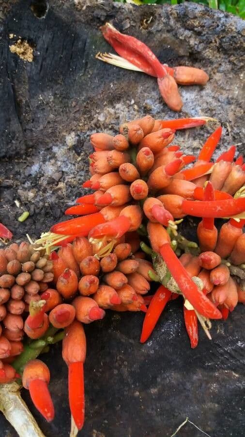 Erythrina americká
