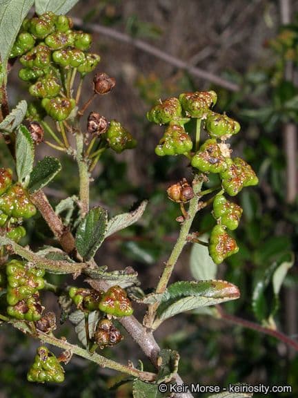 Ceanothus plstnatý 11
