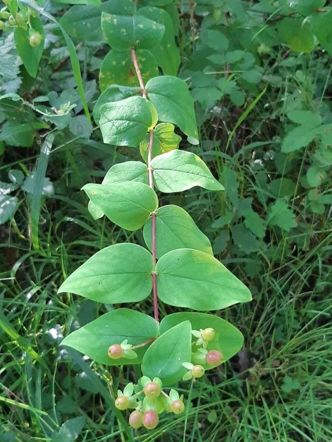 Blut-Johanniskraut 29