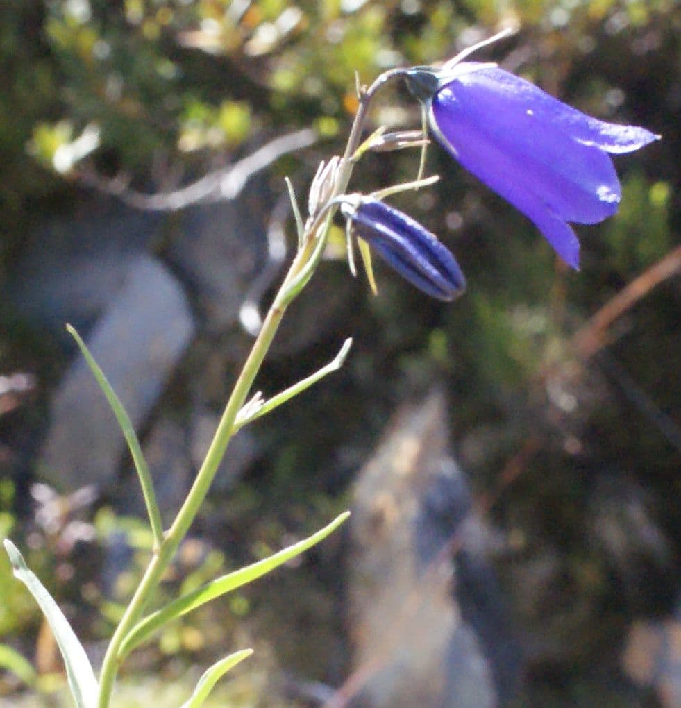 Campanula di Scheuchzer 28