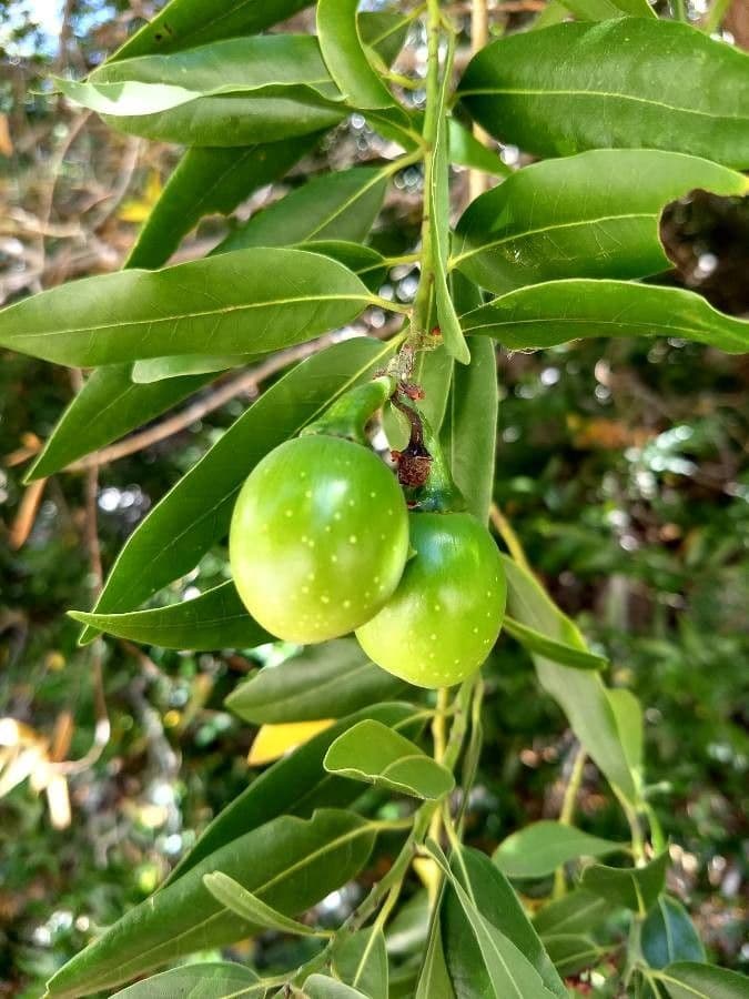 Alloro della California 3