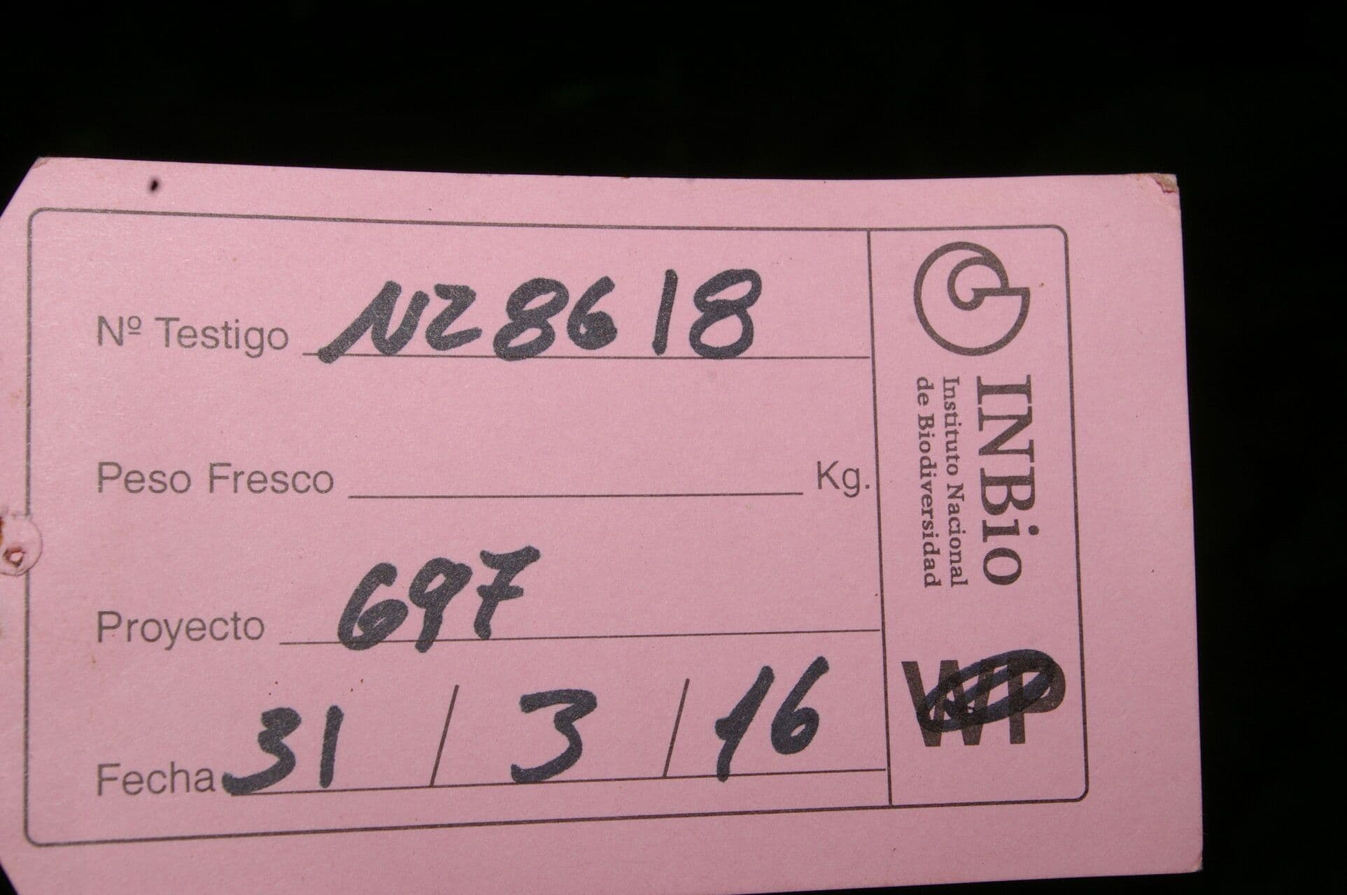 Pepe glabro 10