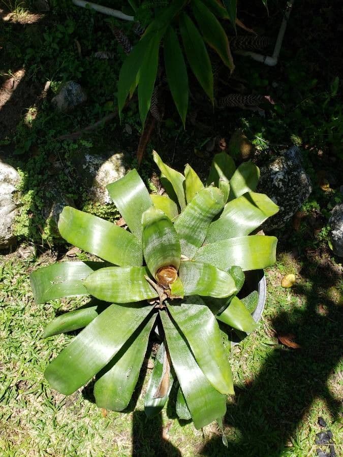 Aechmea nudicaulis 18