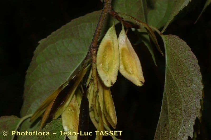 Eucommia 2