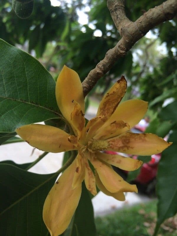 Magnolia champaca 9