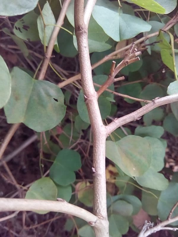 Bauhinia galpinii 22