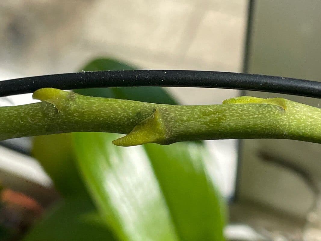 Orchidea farfalla 20