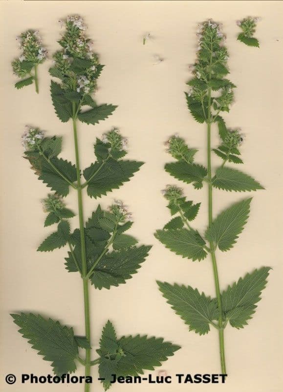 Erba gatta 23
