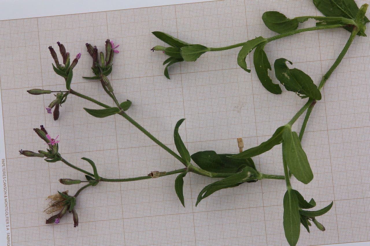 Catchfly parduzco 7
