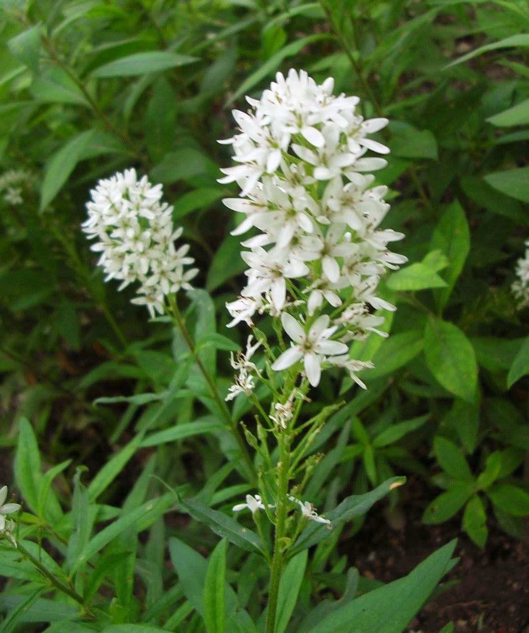 Lysimachia barystachys 2