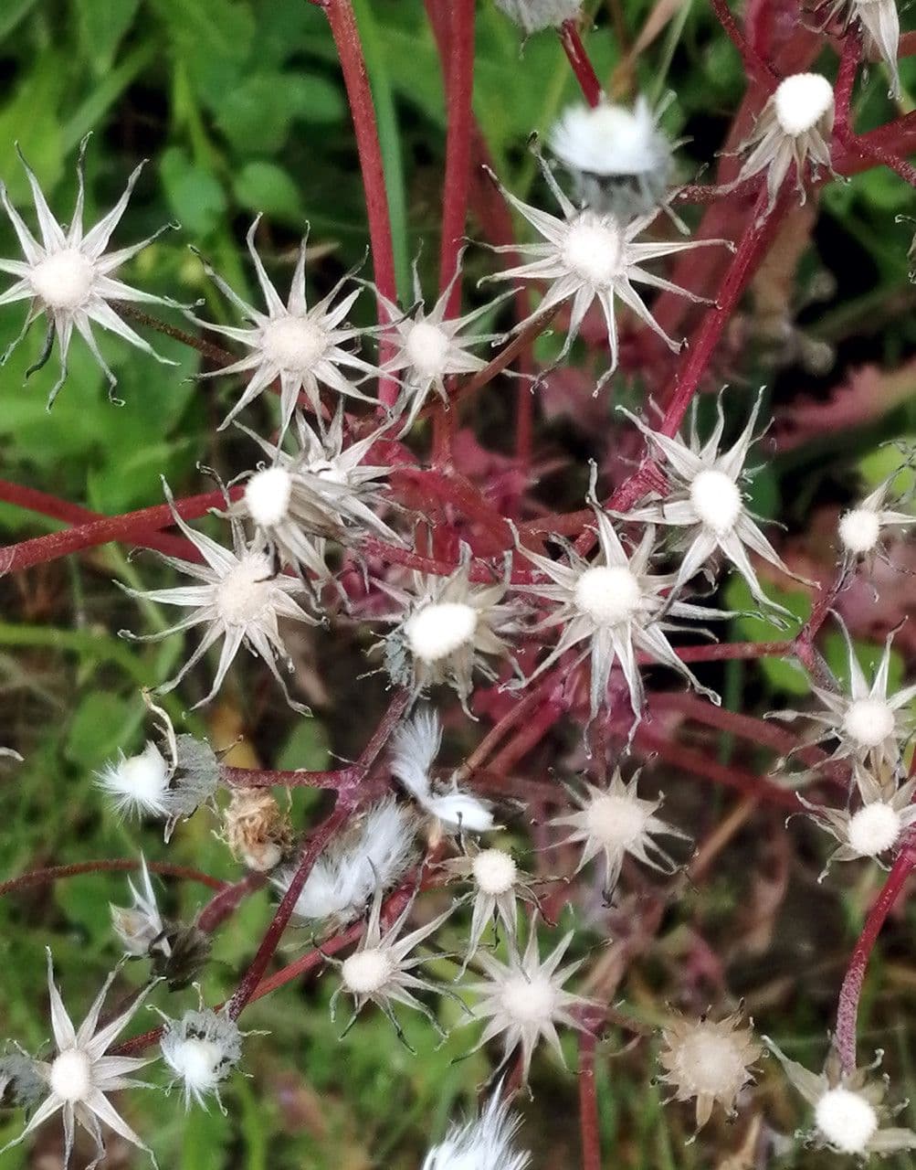 Crespigno palustre