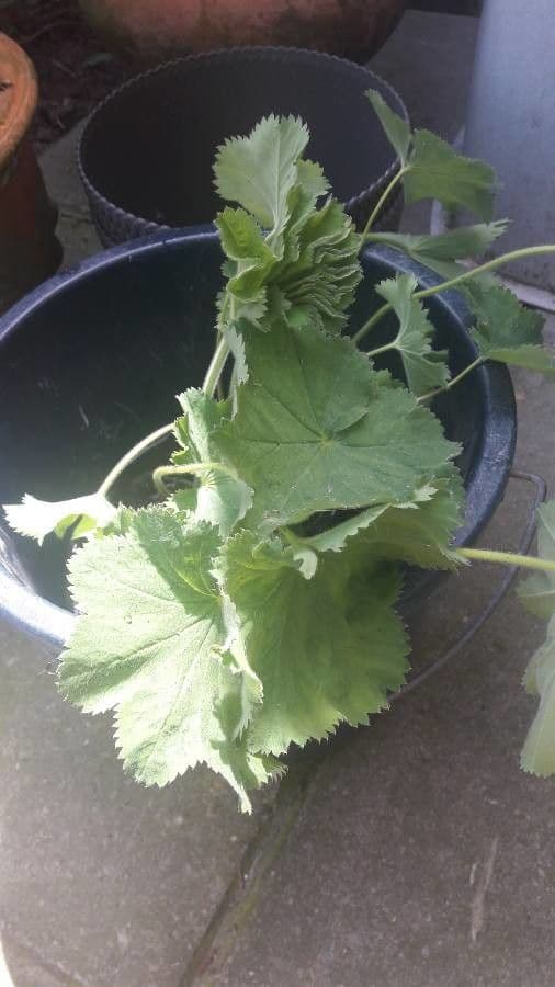Alchemilla comune 12