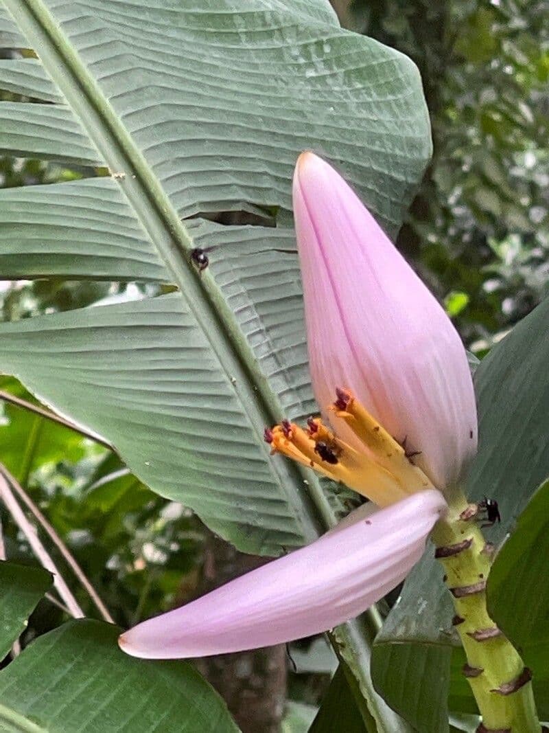 Banan fieristico 4